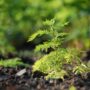 Artemisia Annua - die Wunder-Heilpflanze