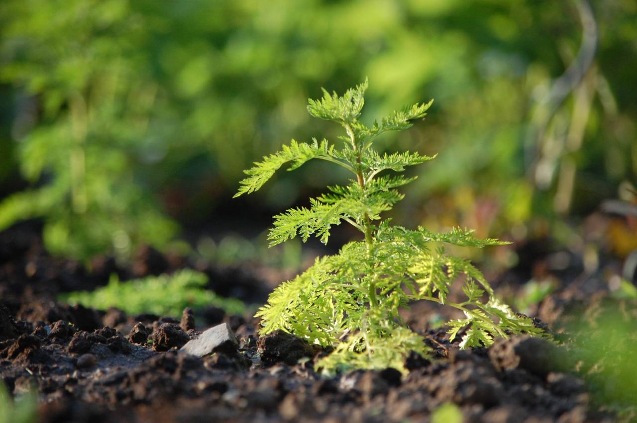 Artemisia annua – Einjähriger Beifuß Heilpflanze im Garten